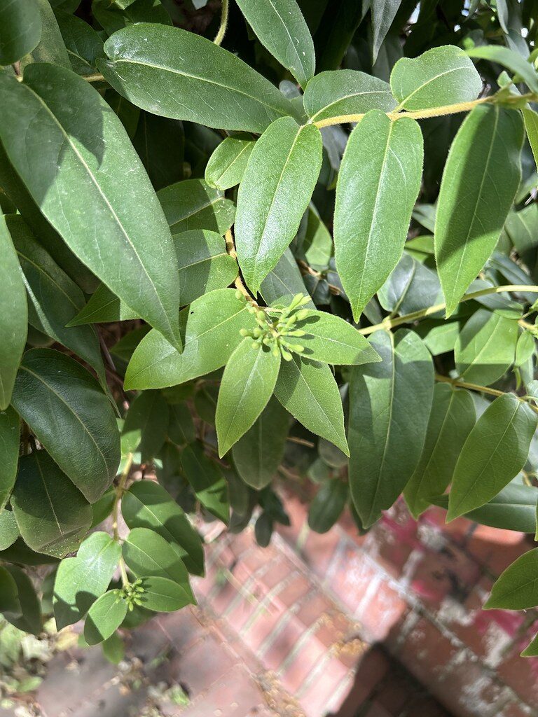 Lonicera henryi — photo
