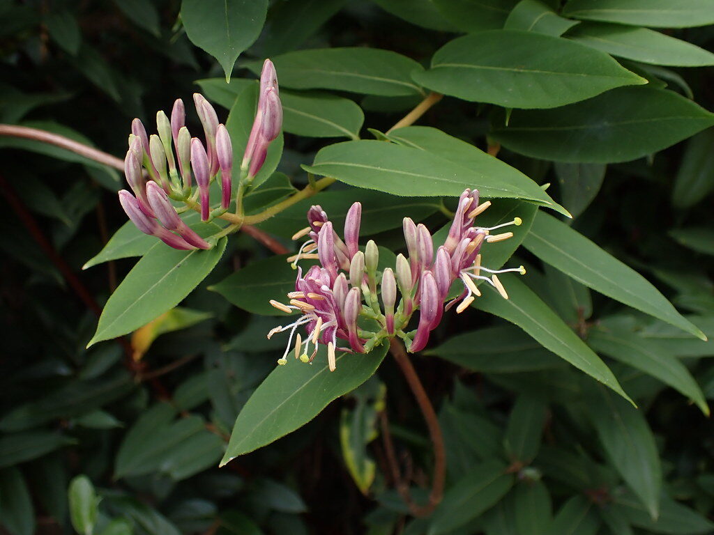 Lonicera henryi — photo