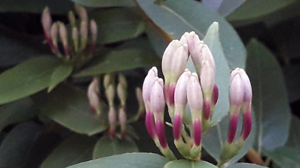 Lonicera henryi