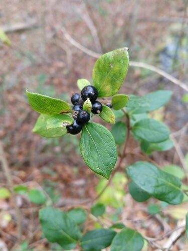 Lonicera japonica (Japanese Honeysuckle) — photo