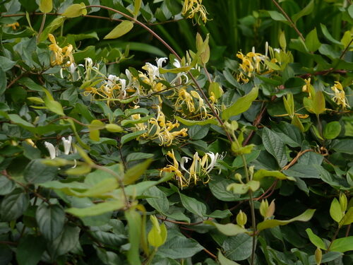 Lonicera japonica (Japanese Honeysuckle) — photo