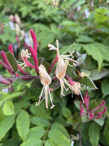 Lonicera japonica