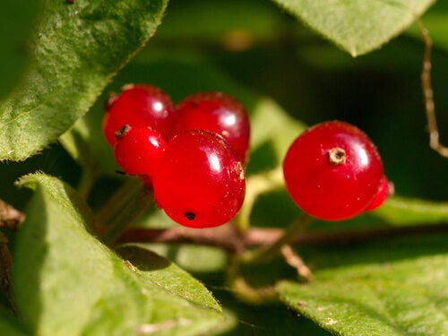 Lonicera morrowii (Morrow's honeysuckle) — photo