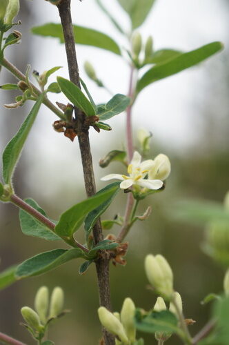 Lonicera morrowii (Morrow's honeysuckle) — photo