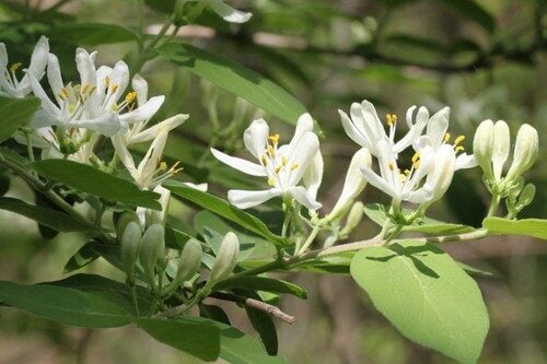Lonicera morrowii