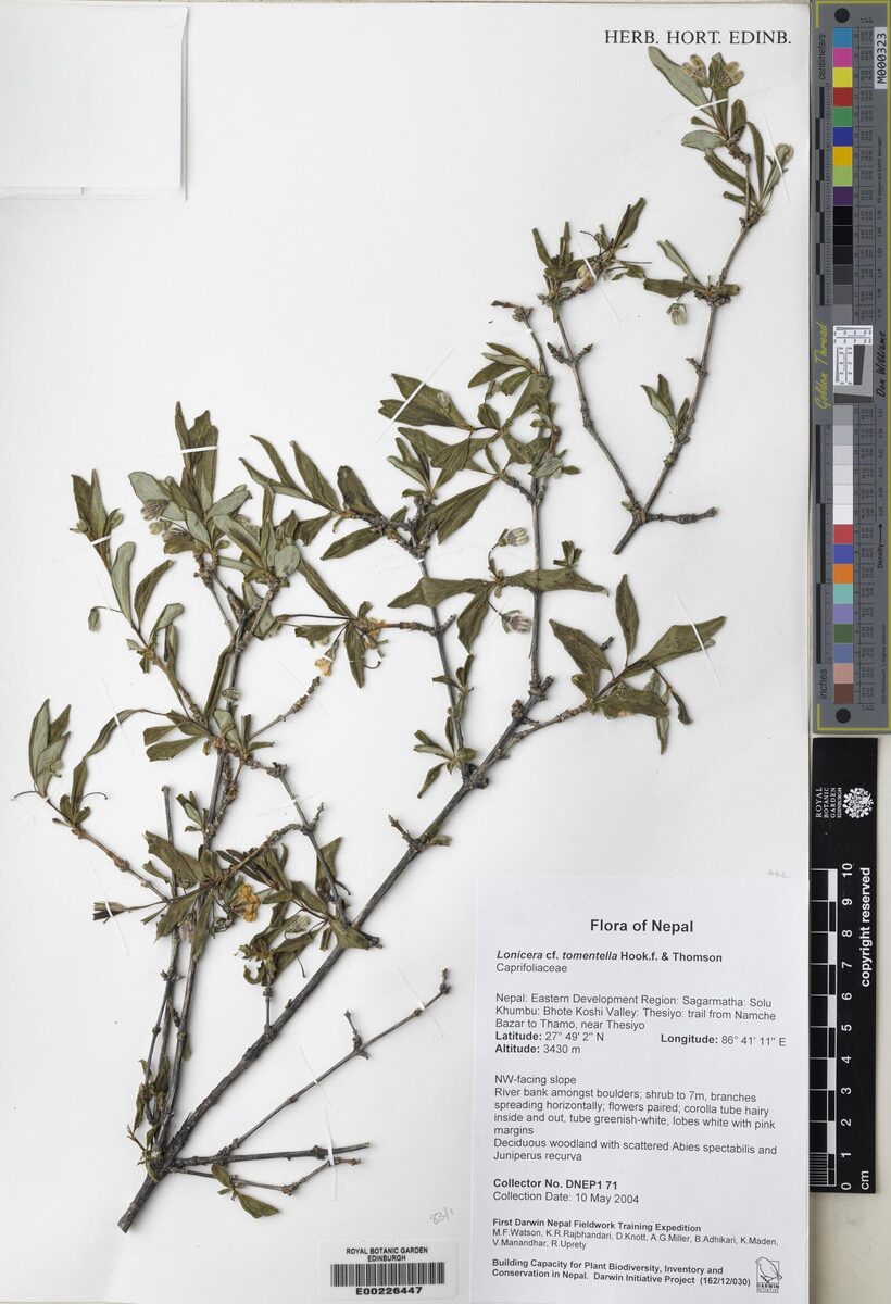 Lonicera tomentella (Tuktser) — photo