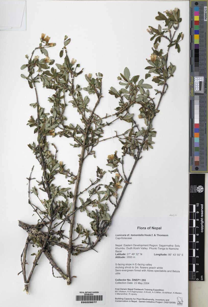 Lonicera tomentella (Tuktser) — photo