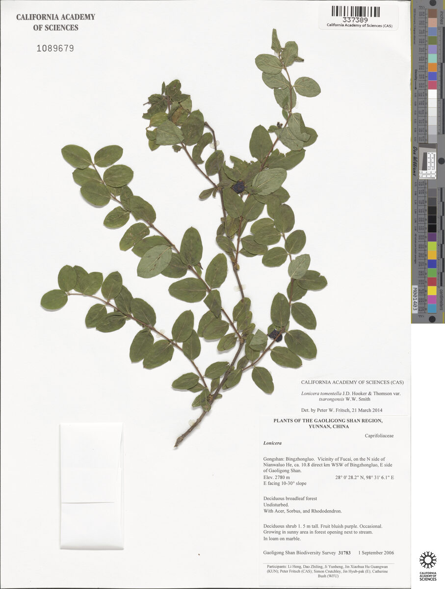 Lonicera tomentella