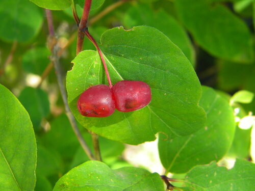 Lonicera utahensis (Utah Honeysuckle) — photo