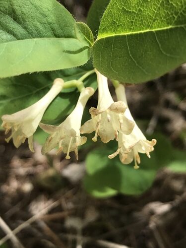 Lonicera utahensis (Utah Honeysuckle) — photo
