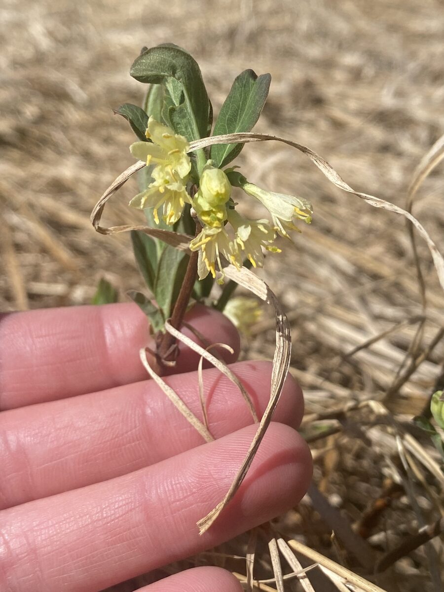 Lonicera villosa - (Michx.)Roem.&Schult. (Mountain fly honeysuckle) — photo