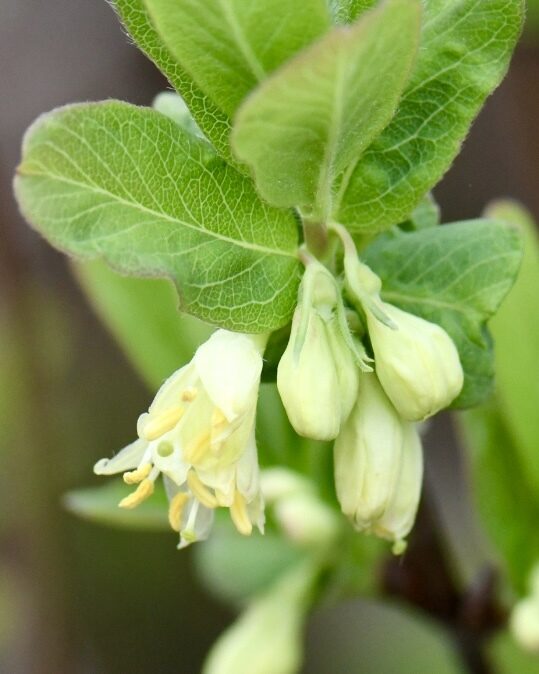 Lonicera villosa - (Michx.)Roem.&Schult.
