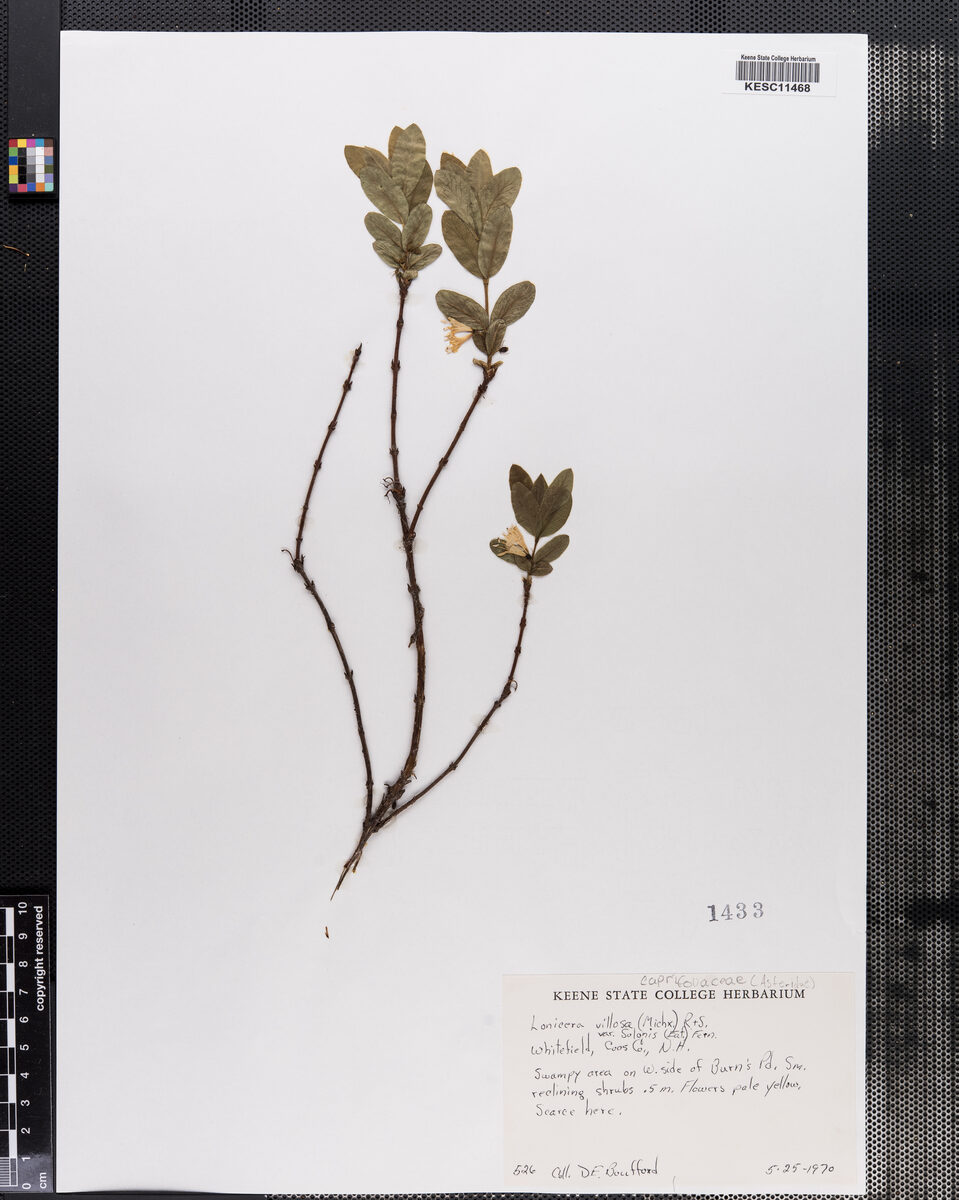 Lonicera villosa solonis - (Eaton.)Fernald.