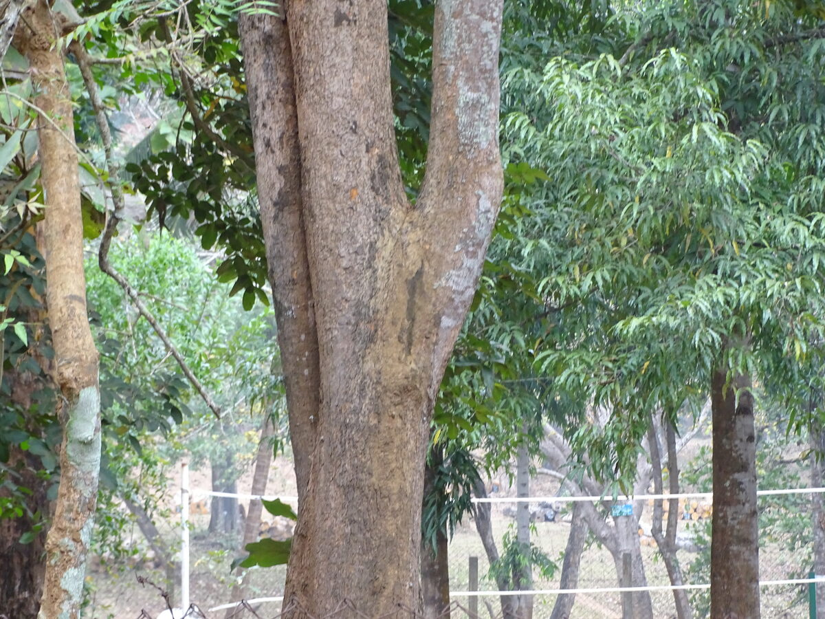 Lophira alata (Niam Tree) — photo