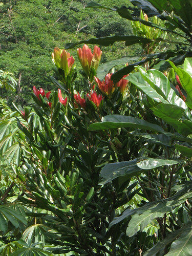 Lophira alata