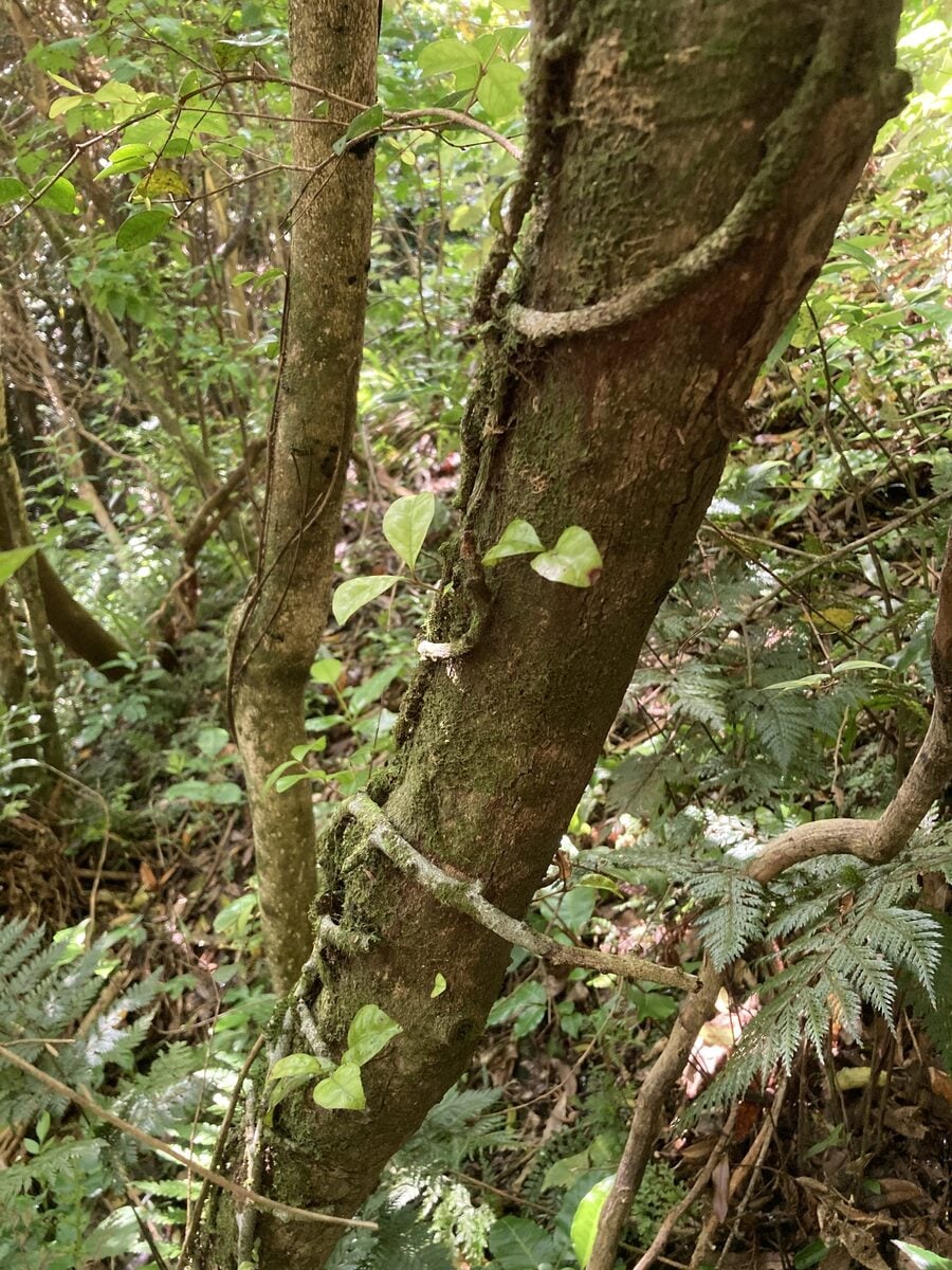 Lophomyrtus bullata - (Sol. ex Cunn.)Burret. — photo