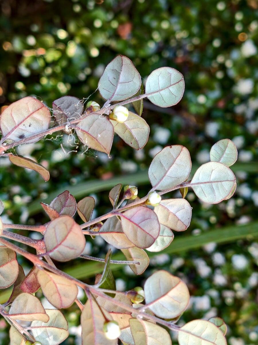Lophomyrtus x ralphii - (Hook.f.)Burret. — photo