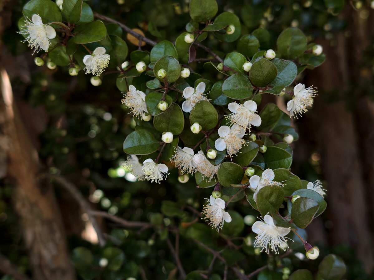 Lophomyrtus x ralphii - (Hook.f.)Burret.