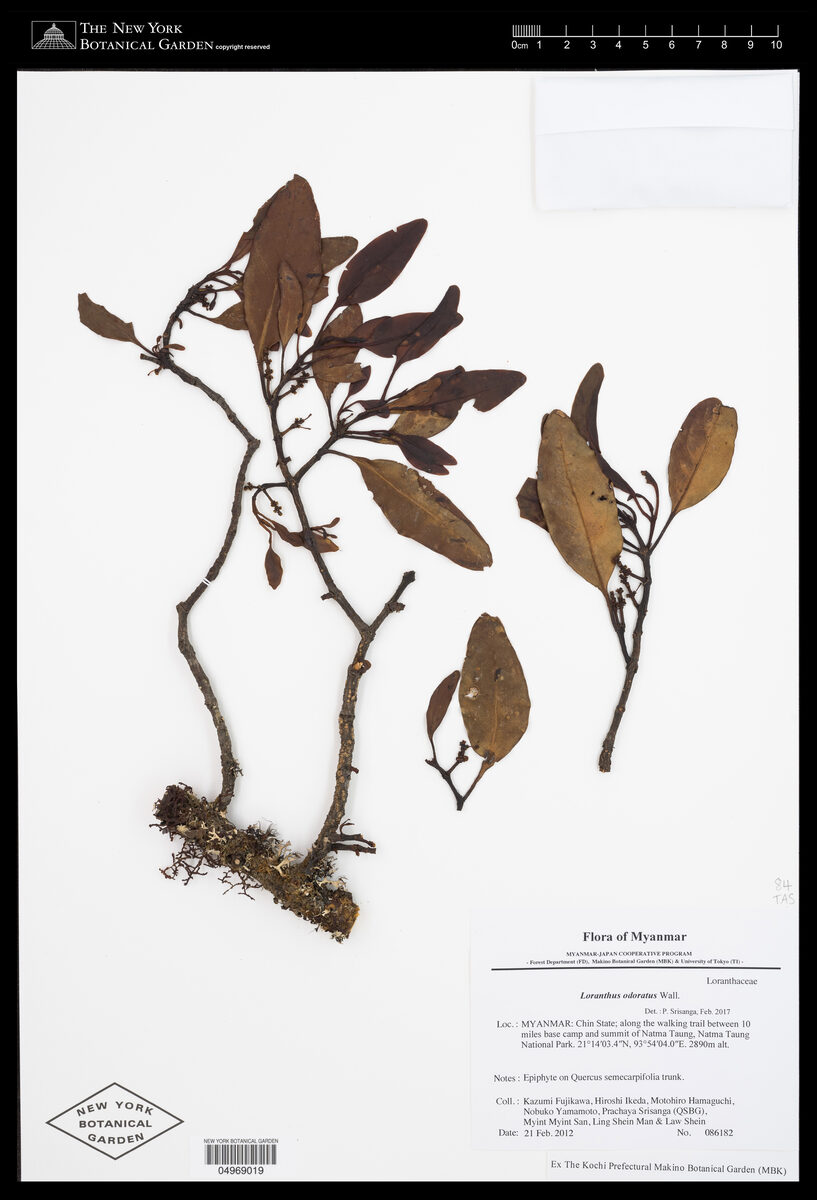 Loranthus odoratus — photo