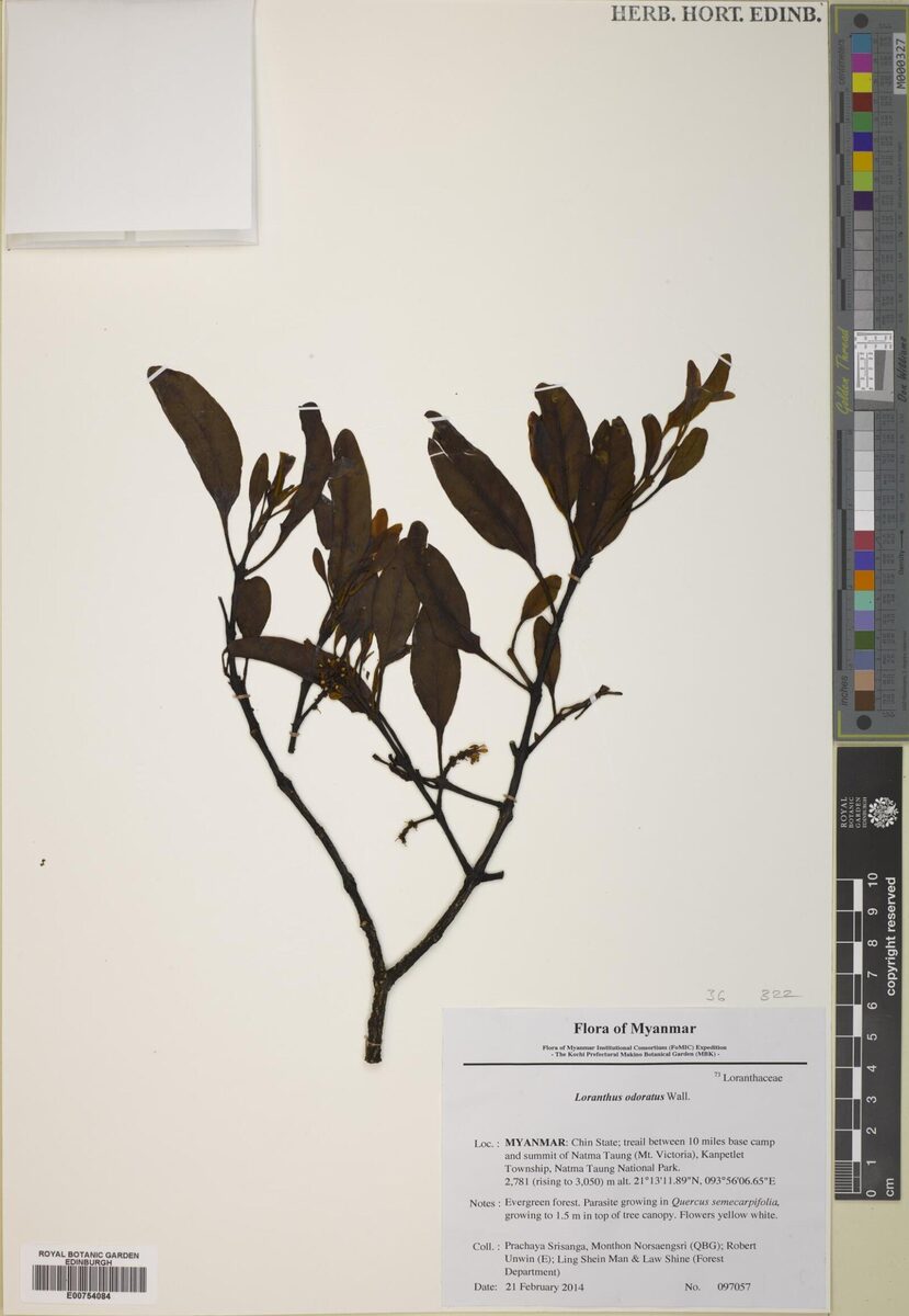 Loranthus odoratus