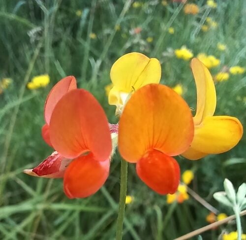 Lotus corniculatus (Bird's Foot Trefoil) — photo