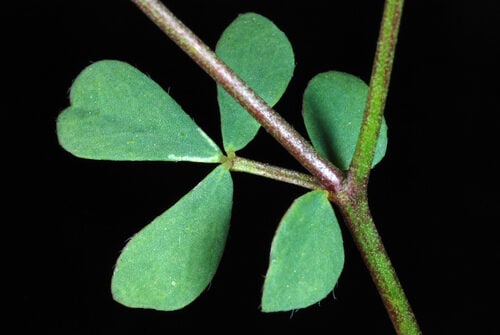 Lotus corniculatus (Bird's Foot Trefoil) — photo