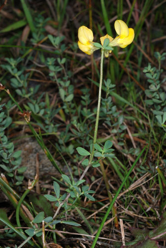 Lotus corniculatus