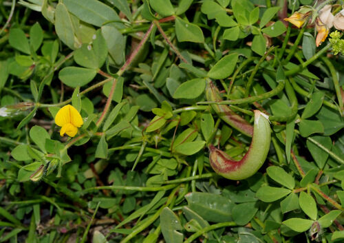 Lotus edulis — photo