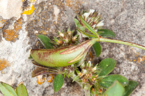 Lotus edulis — photo