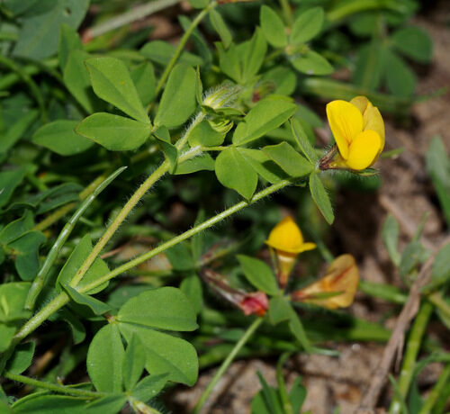 Lotus edulis
