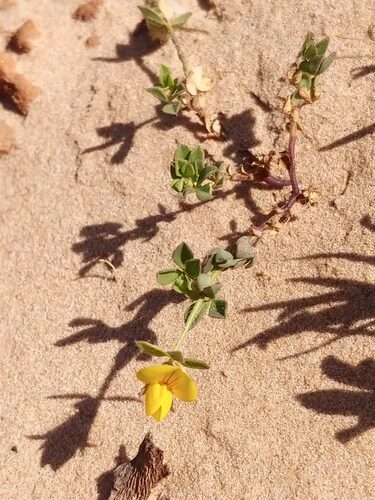 Lotus halophilus (Greater Bird's Foot Trefoil) — photo