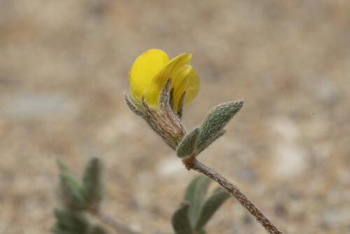 Lotus halophilus (Greater Bird's Foot Trefoil) — photo