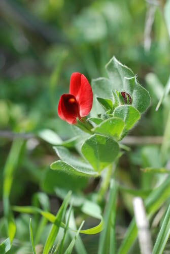 Lotus tetragonolobus (Asparagus Pea) — photo