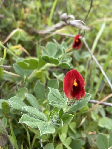 Lotus tetragonolobus (Asparagus Pea) — photo
