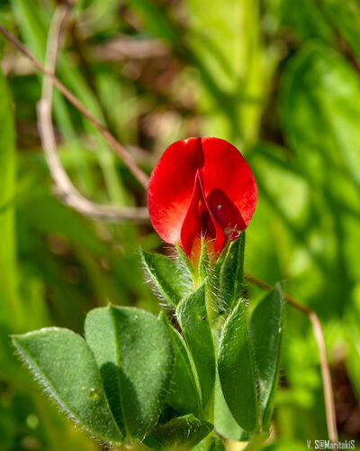 Lotus tetragonolobus
