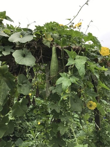 Luffa aegyptiaca (Loofah) — photo
