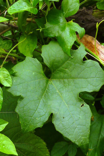 Luffa aegyptiaca (Loofah) — photo
