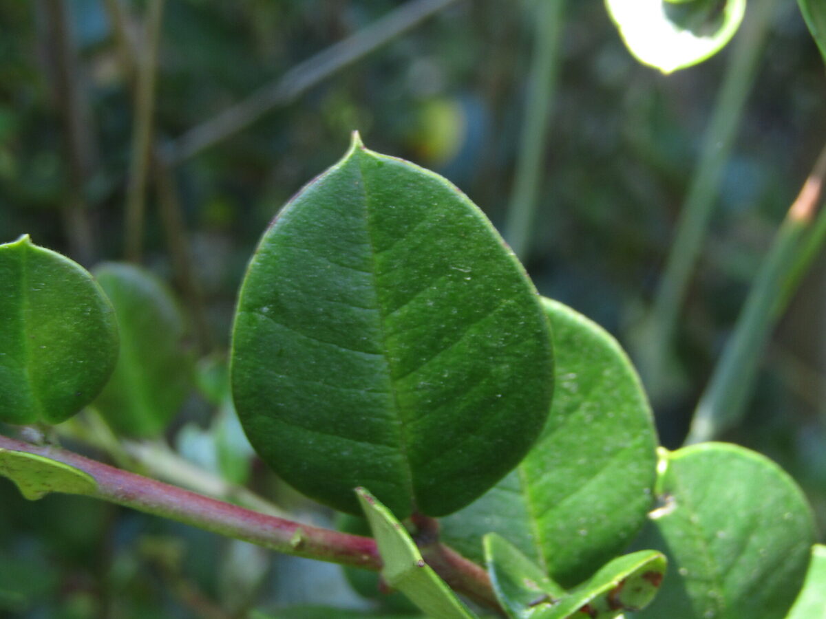 Luma apiculata - (DC.)Burret. (Arrayan) — photo
