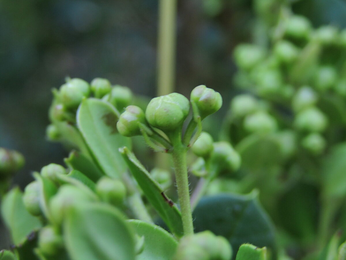 Luma apiculata - (DC.)Burret. (Arrayan) — photo