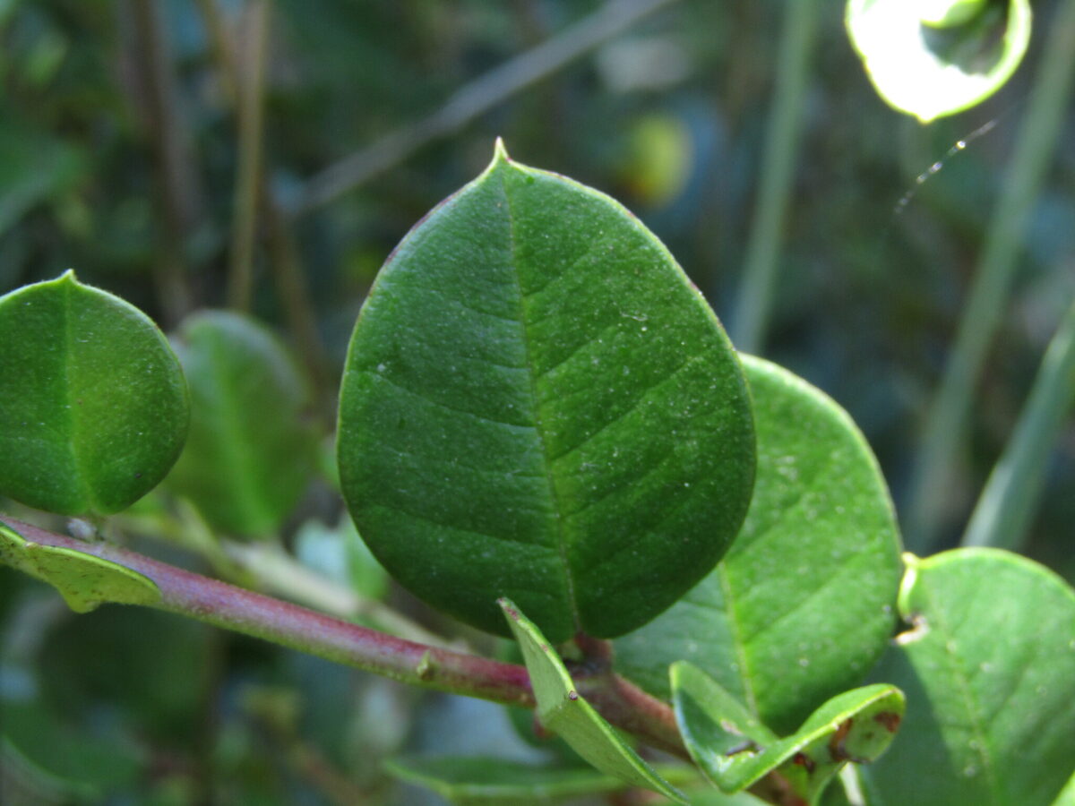 Luma apiculata - (DC.)Burret.