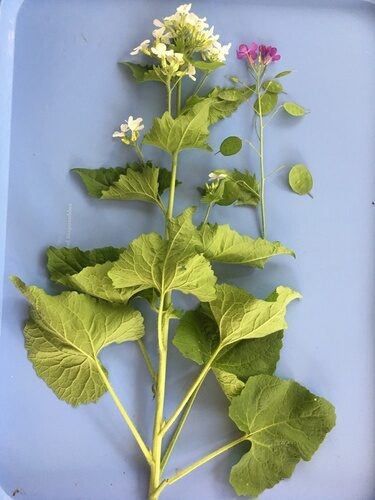 Lunaria annua (Honesty) — photo