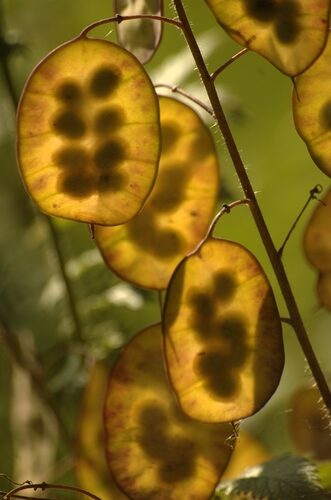 Lunaria annua (Honesty) — photo