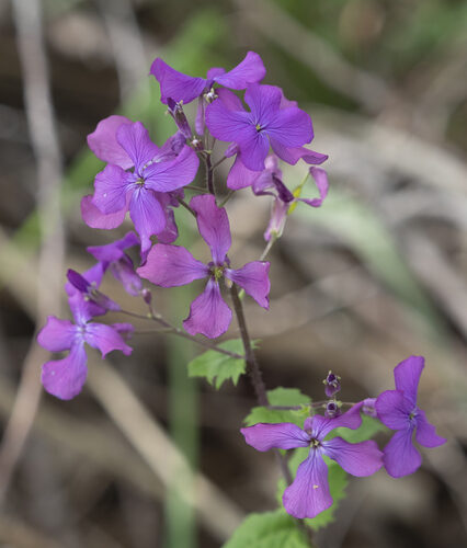 Lunaria annua