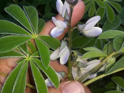 Lupinus albus (White Lupin) — photo