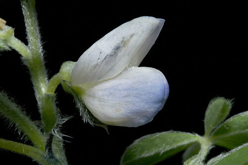 Lupinus albus (White Lupin) — photo