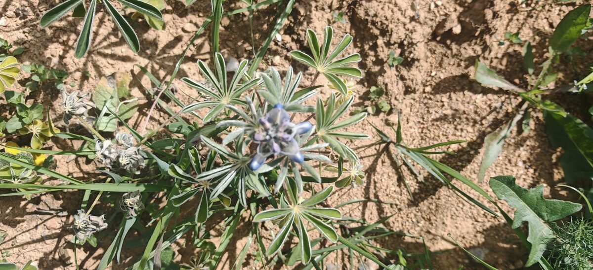 Lupinus albus graecus - (Boiss.&Sprun.)Franco.&P.Silva. — photo