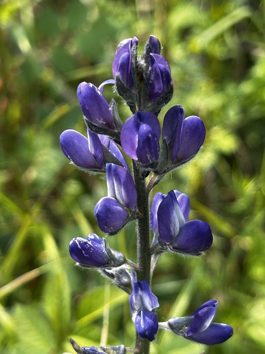 Lupinus albus graecus - (Boiss.&Sprun.)Franco.&P.Silva. — photo