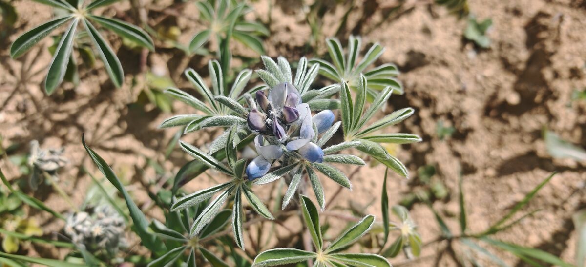Lupinus albus graecus - (Boiss.&Sprun.)Franco.&P.Silva.