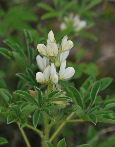 Lupinus albus