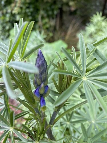 Lupinus angustifolius (Blue Lupin) — photo